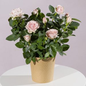 Pink Rose Plant